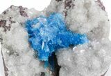 Vibrant Blue Cavansite Crystals on Sparkling Stilbite - India #357235-1